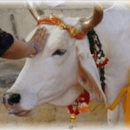 Gau Sewa Gau Sewa